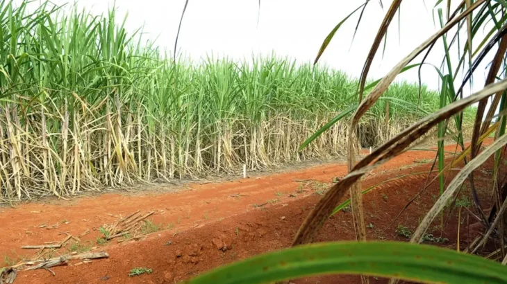 Com voto do PT, Senado aprova apoio financeiro a produtores de cana-de-açúcar no Nordeste